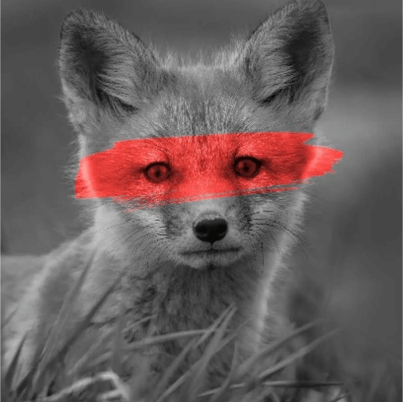 Fox with red brush